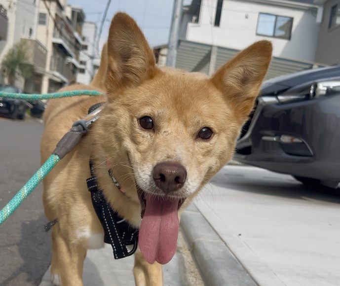 犬種不明
