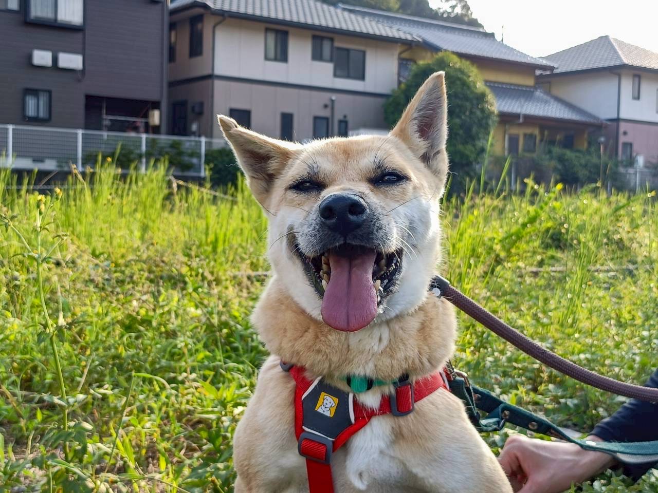 犬種不明