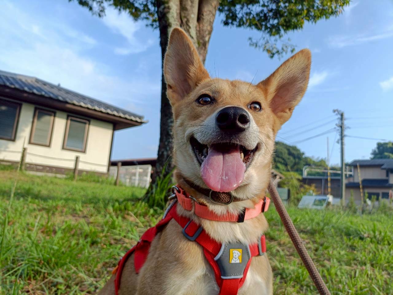 犬種不明