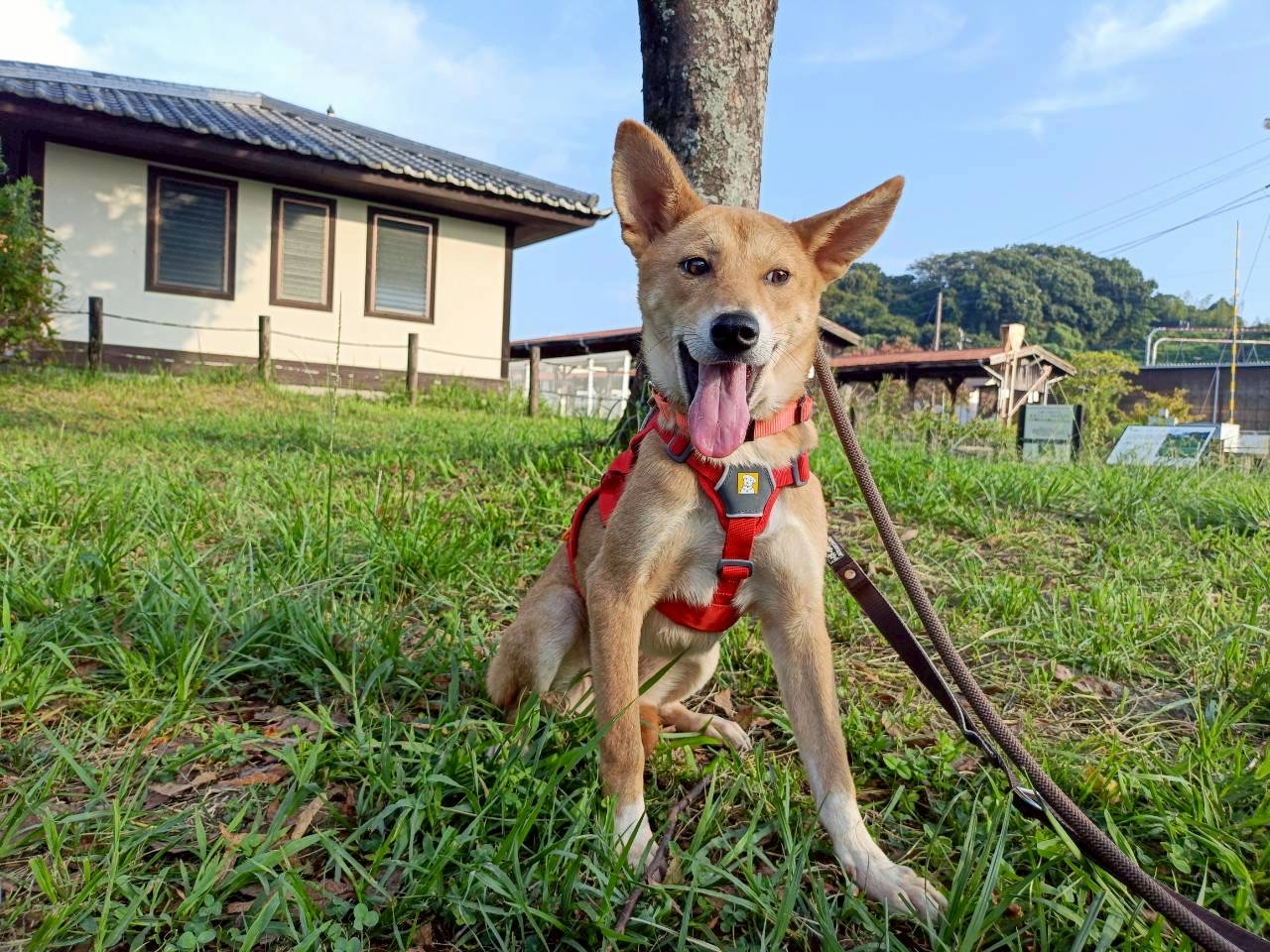 アロマ