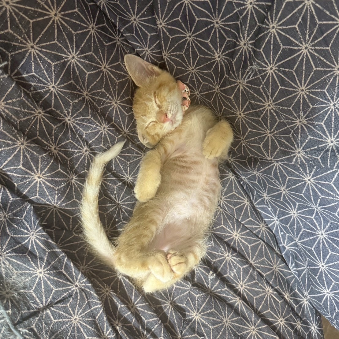 猫種不明