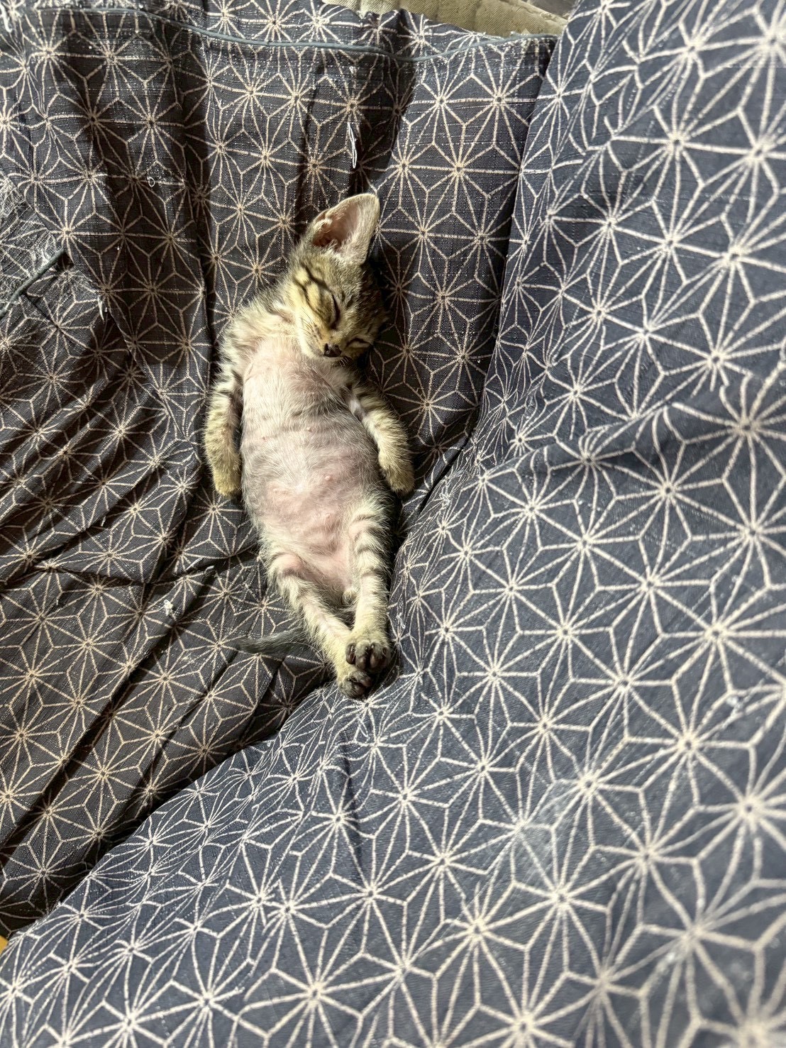 猫種不明