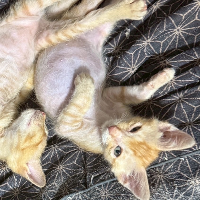 猫種不明