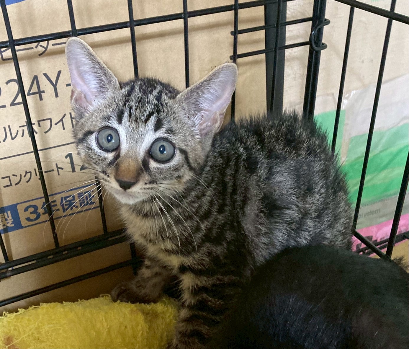 猫種不明