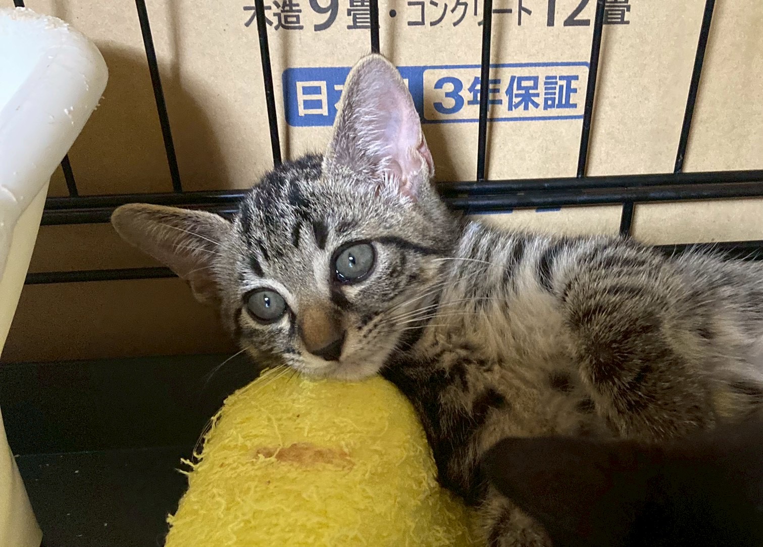 みずきくん