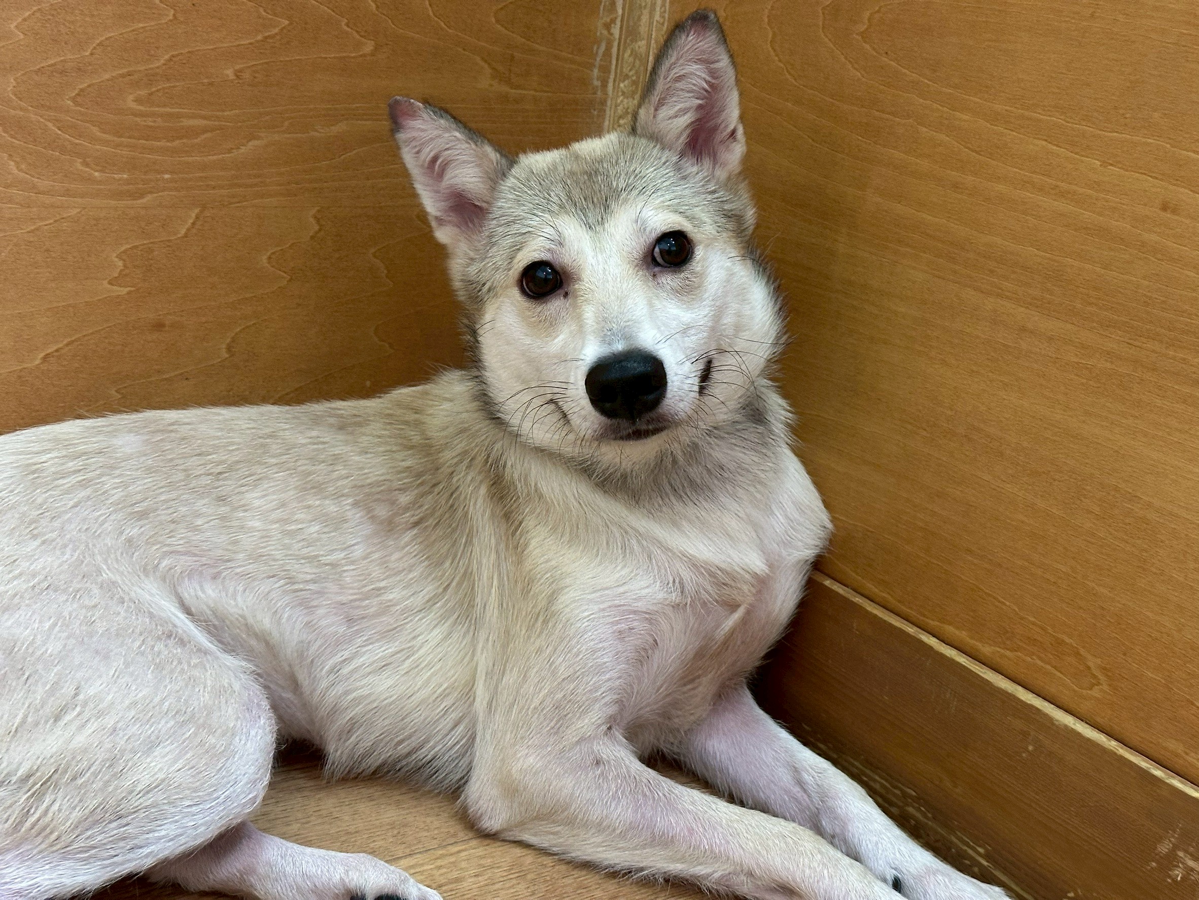 犬種不明