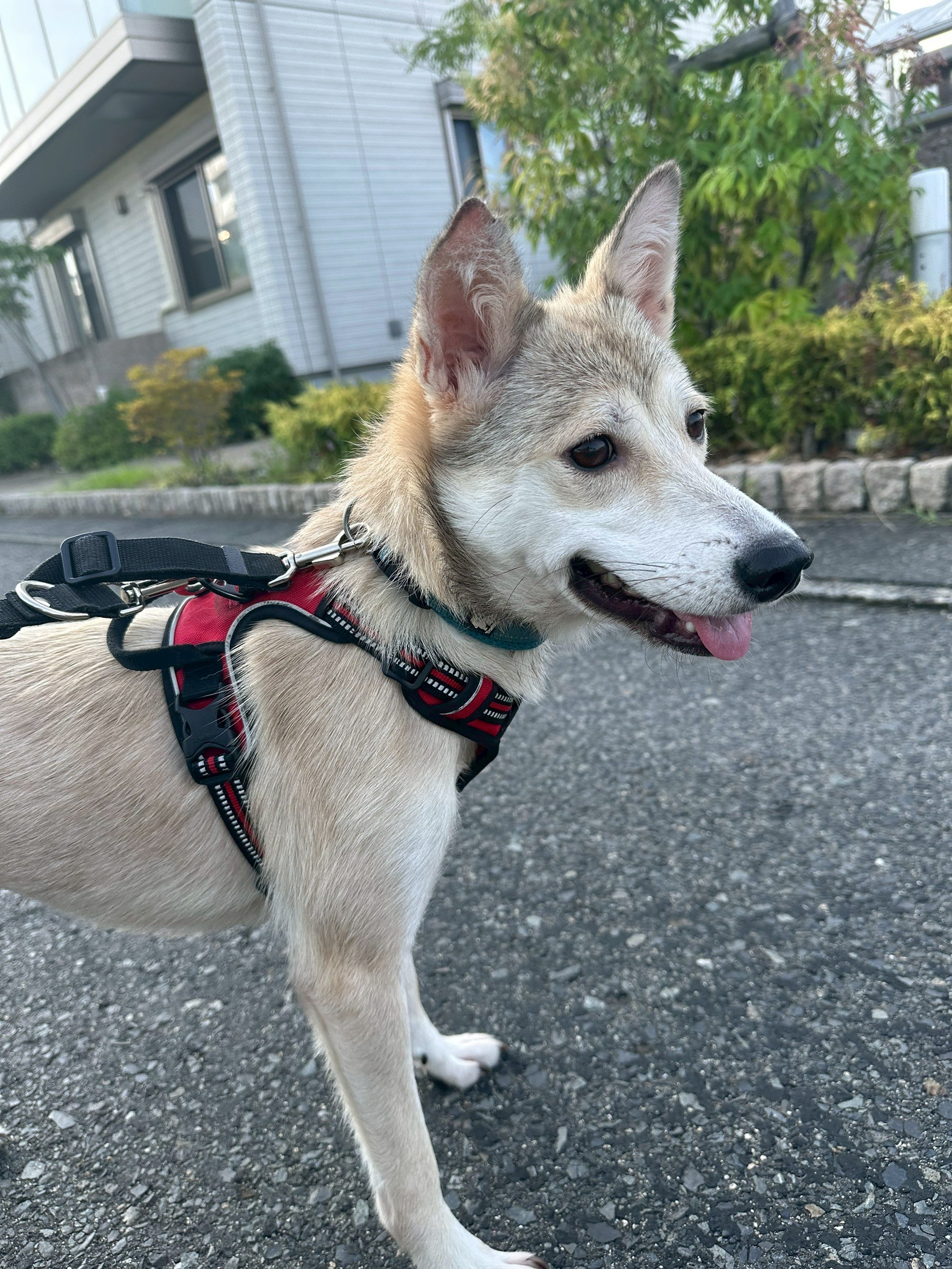 アイス