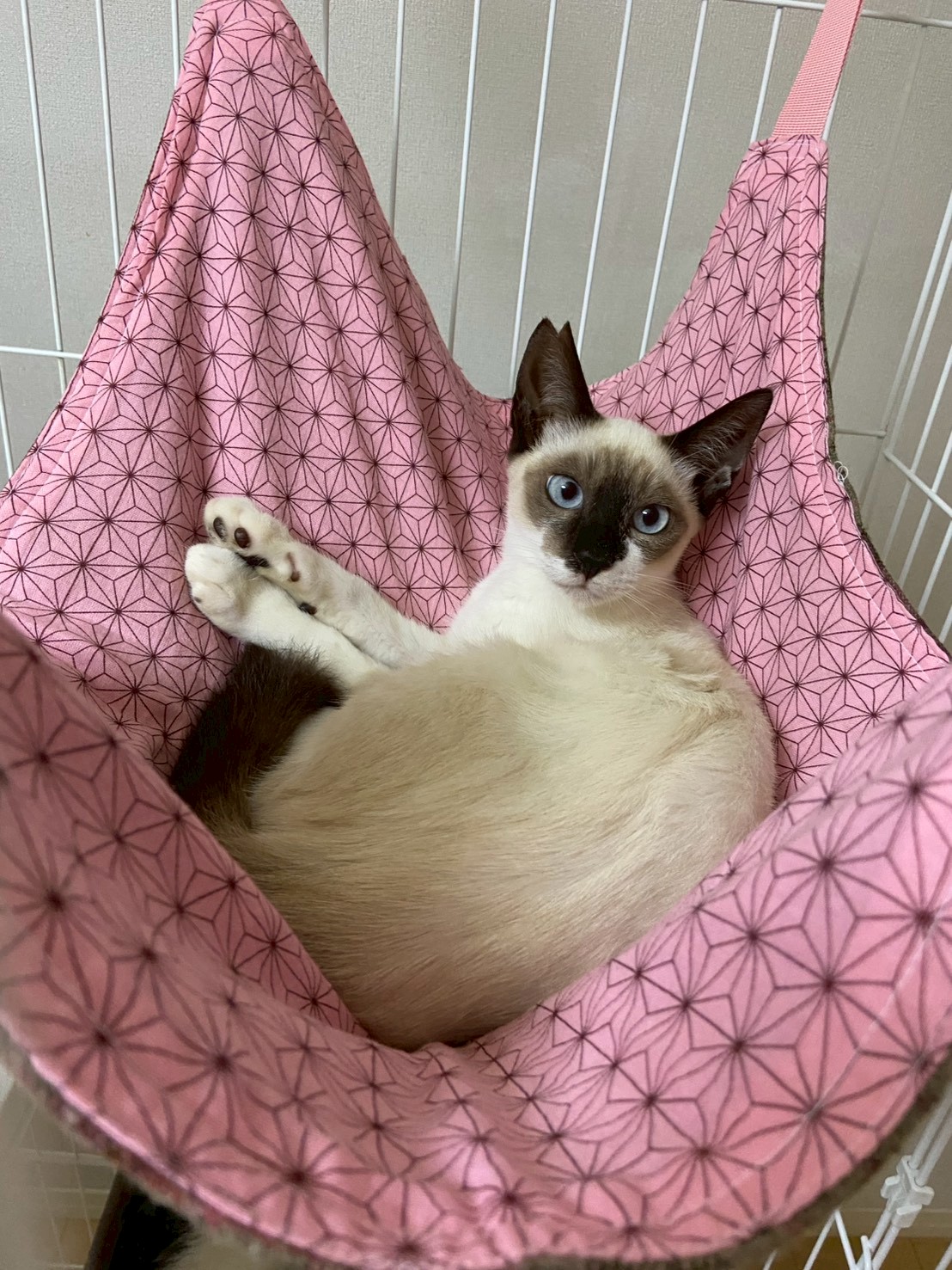 猫種不明