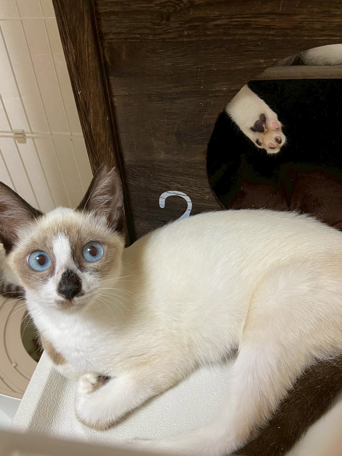 猫種不明