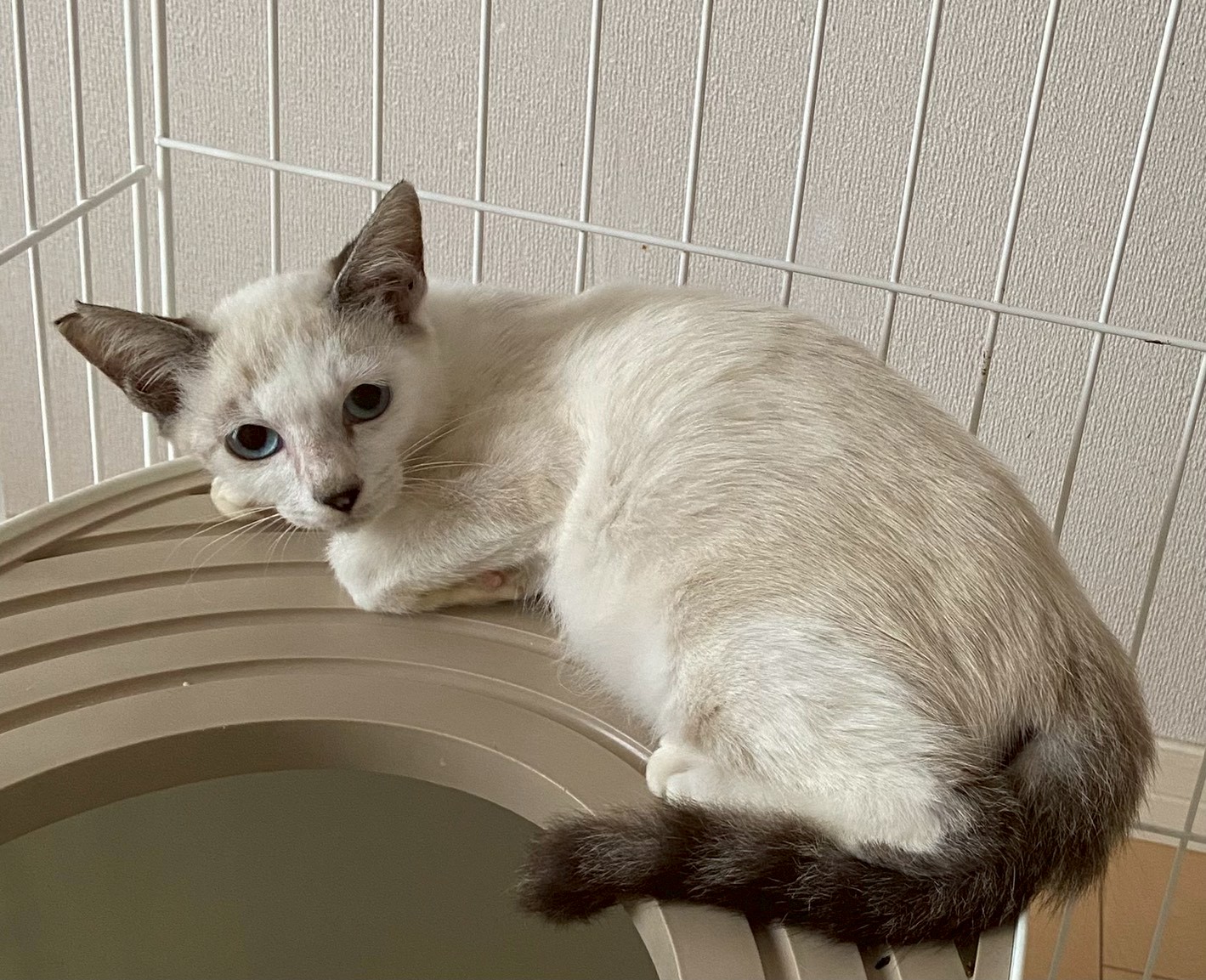 猫種不明