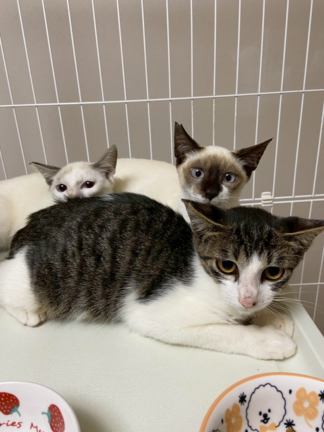 猫種不明