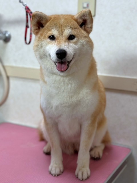 登録している生体