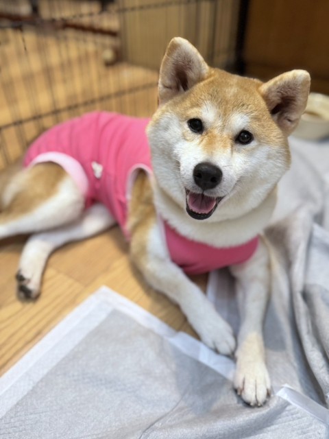 いづも