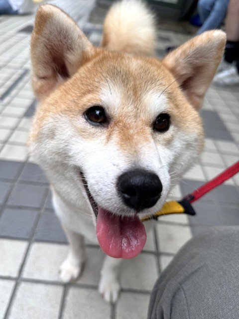 いづも