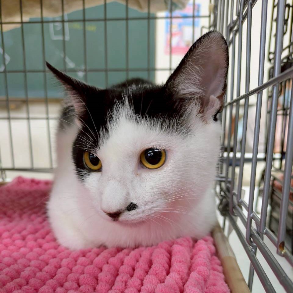 七味（しちみ）