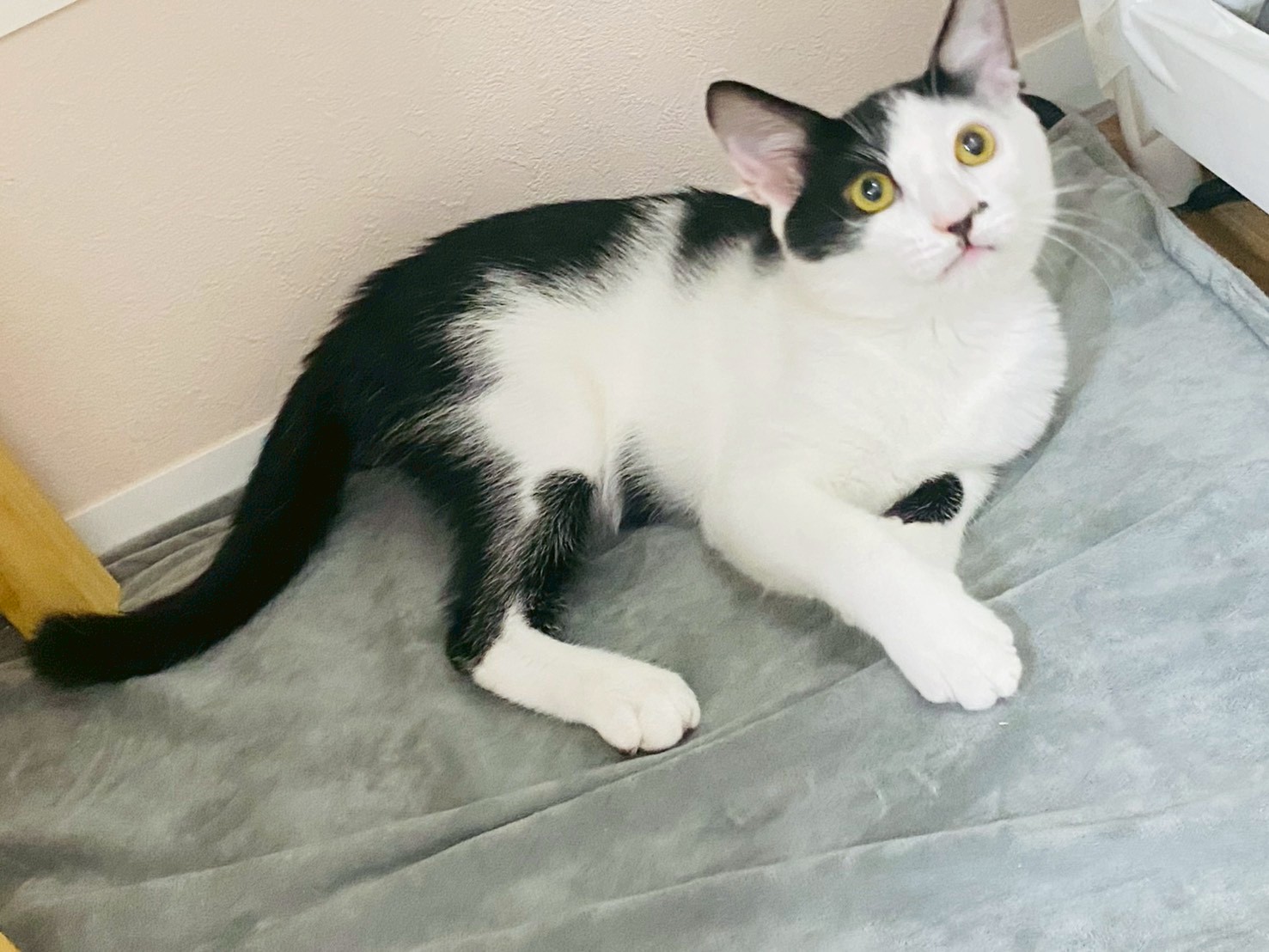 七味（しちみ）