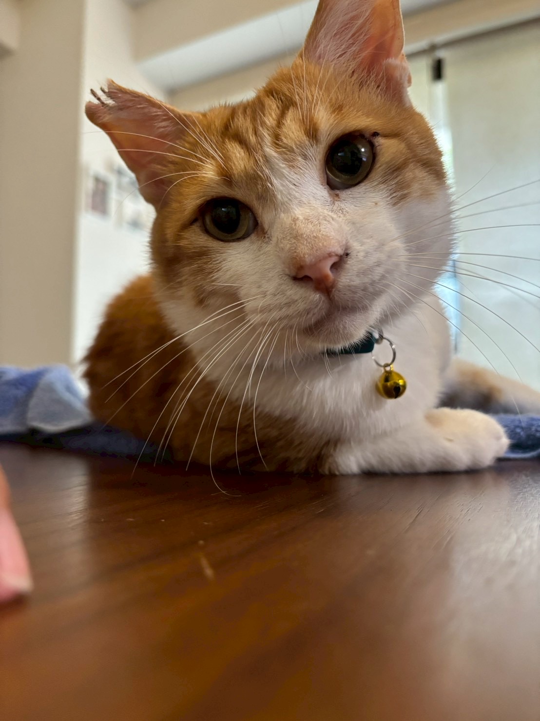 猫種不明