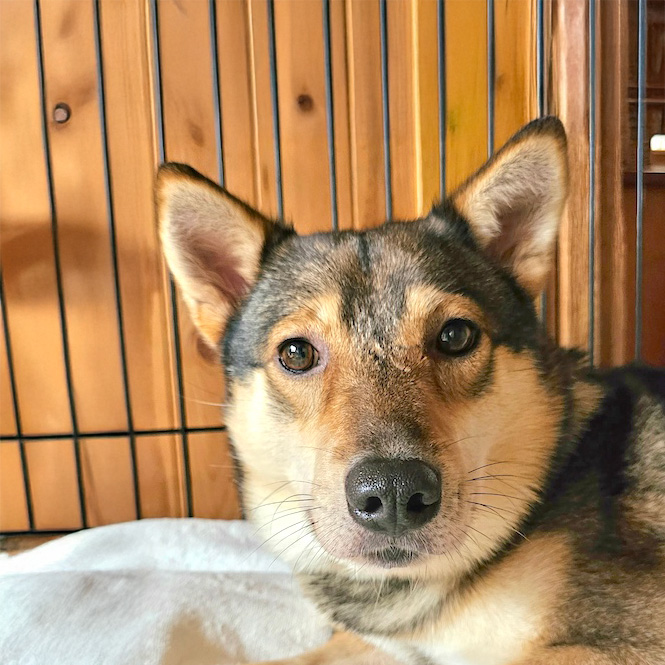 犬種不明