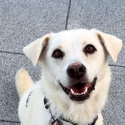犬種不明