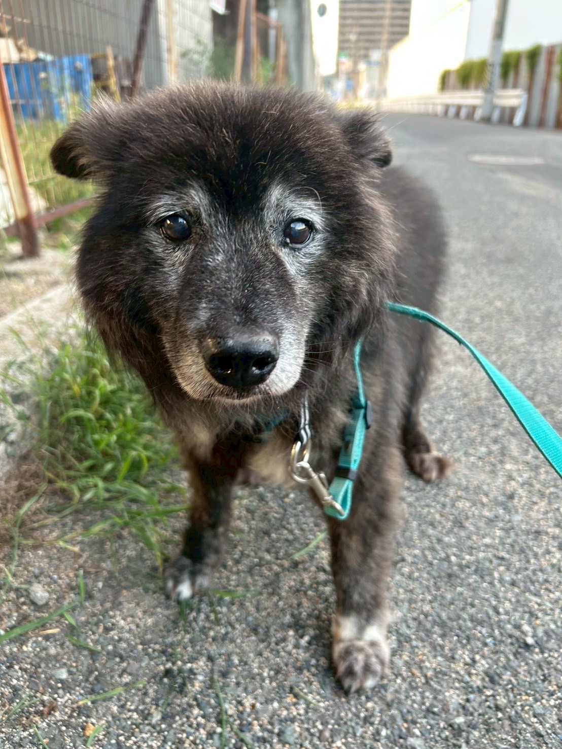 犬種不明