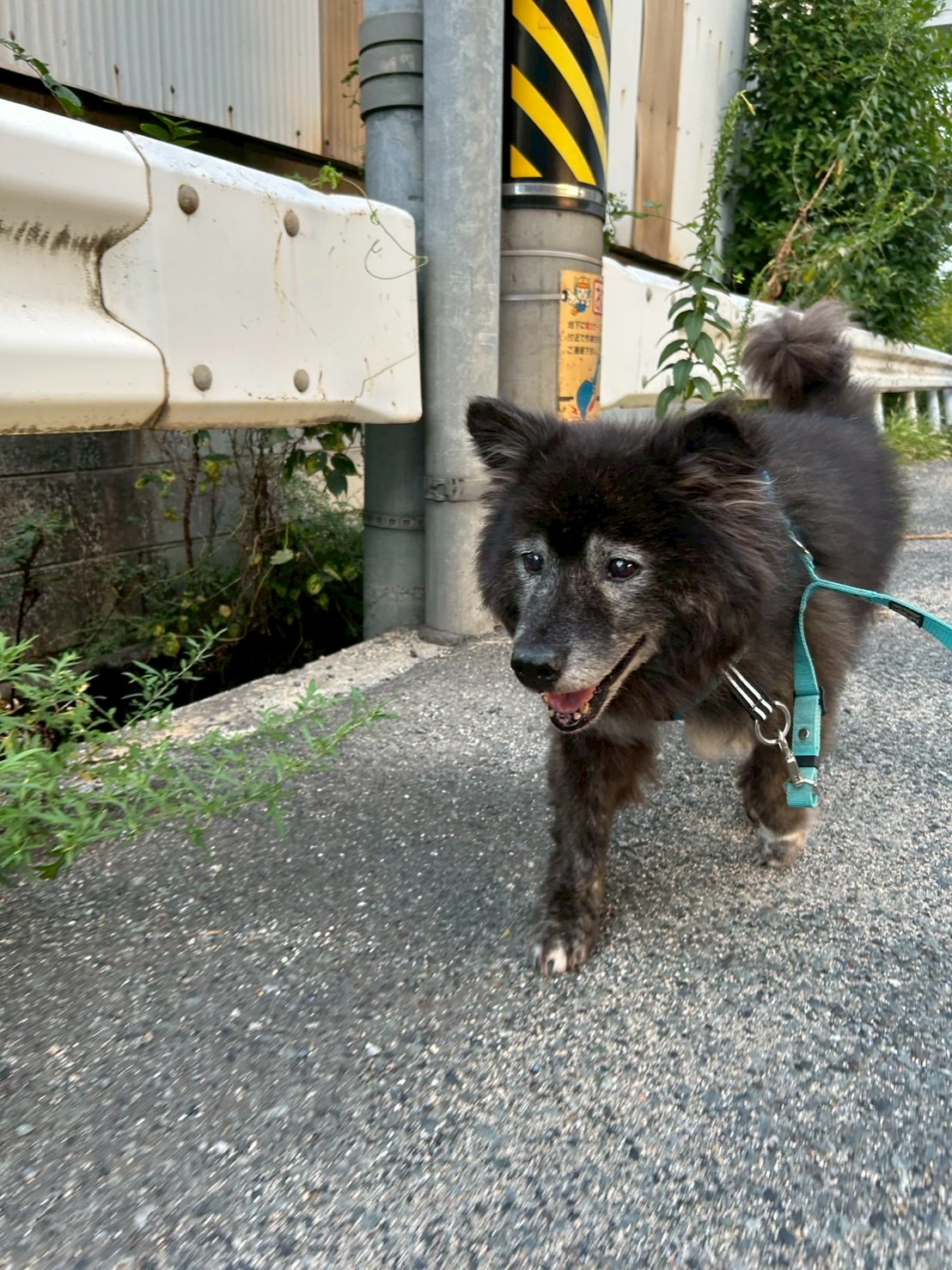 ウィンザー