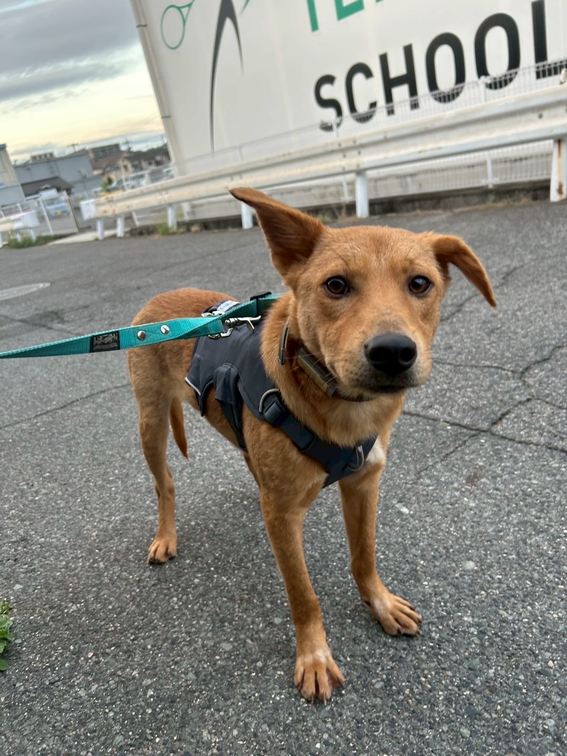 犬種不明