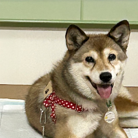 犬種不明