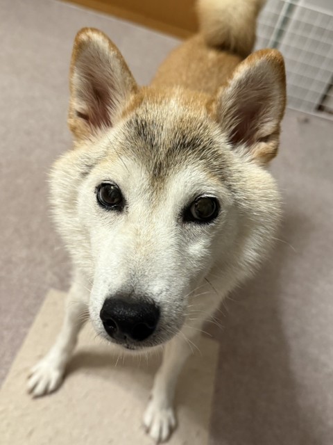 柴犬