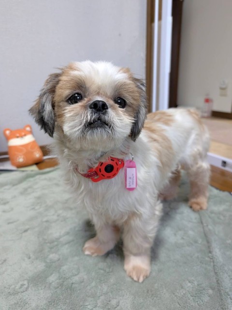 シー・ズー