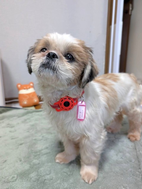 ヒラノ