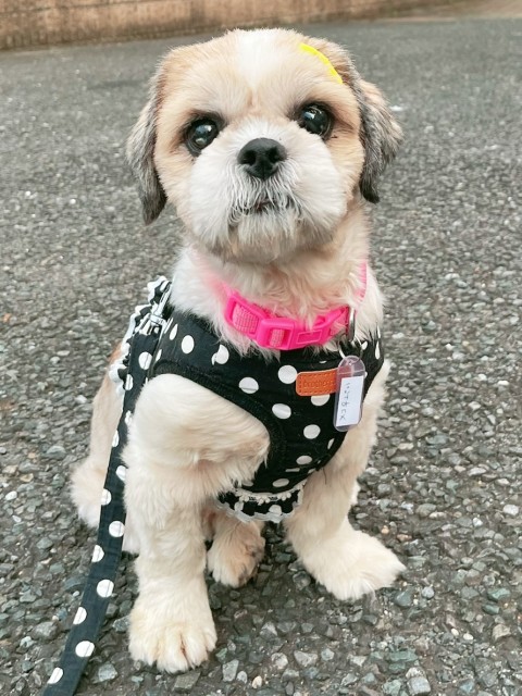 メコ