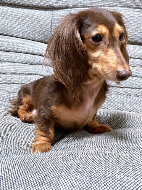 りょく