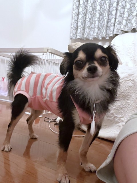 ヒトデ