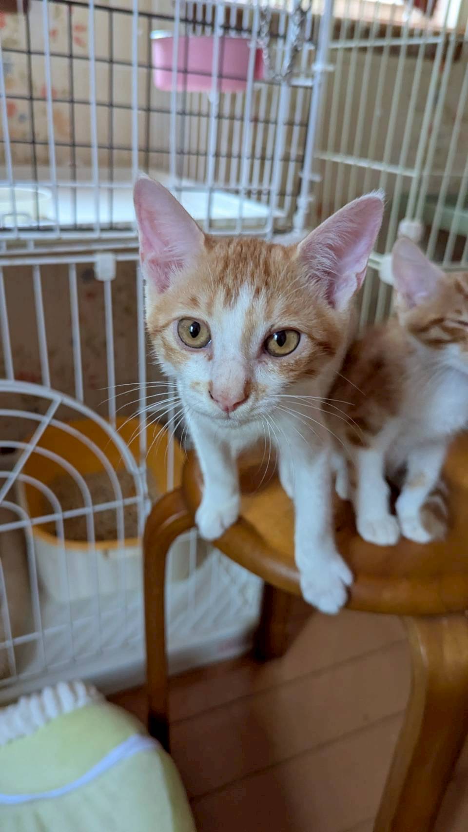 猫種不明