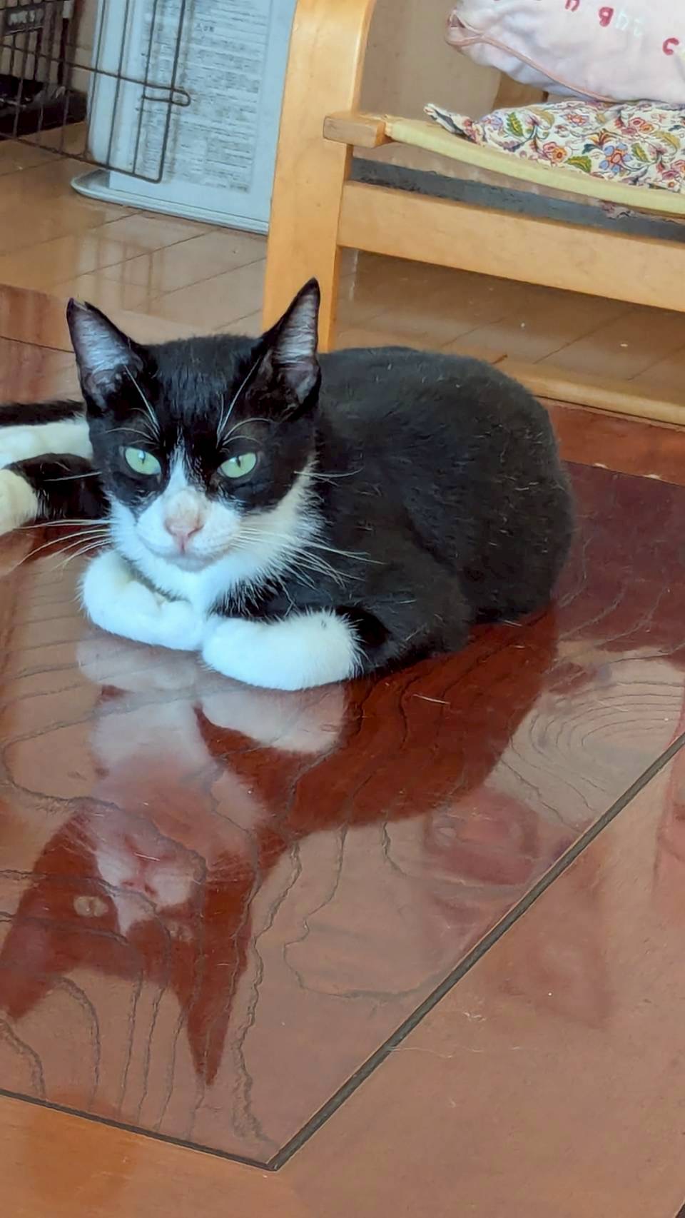 猫種不明