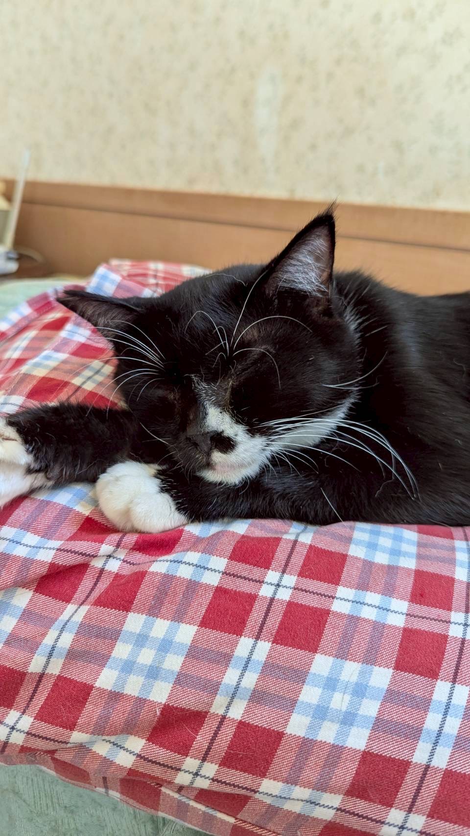 猫種不明