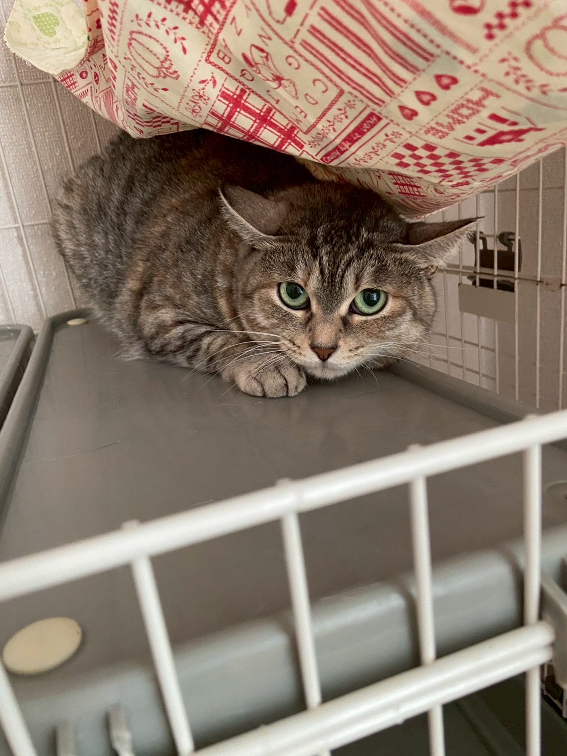 猫種不明