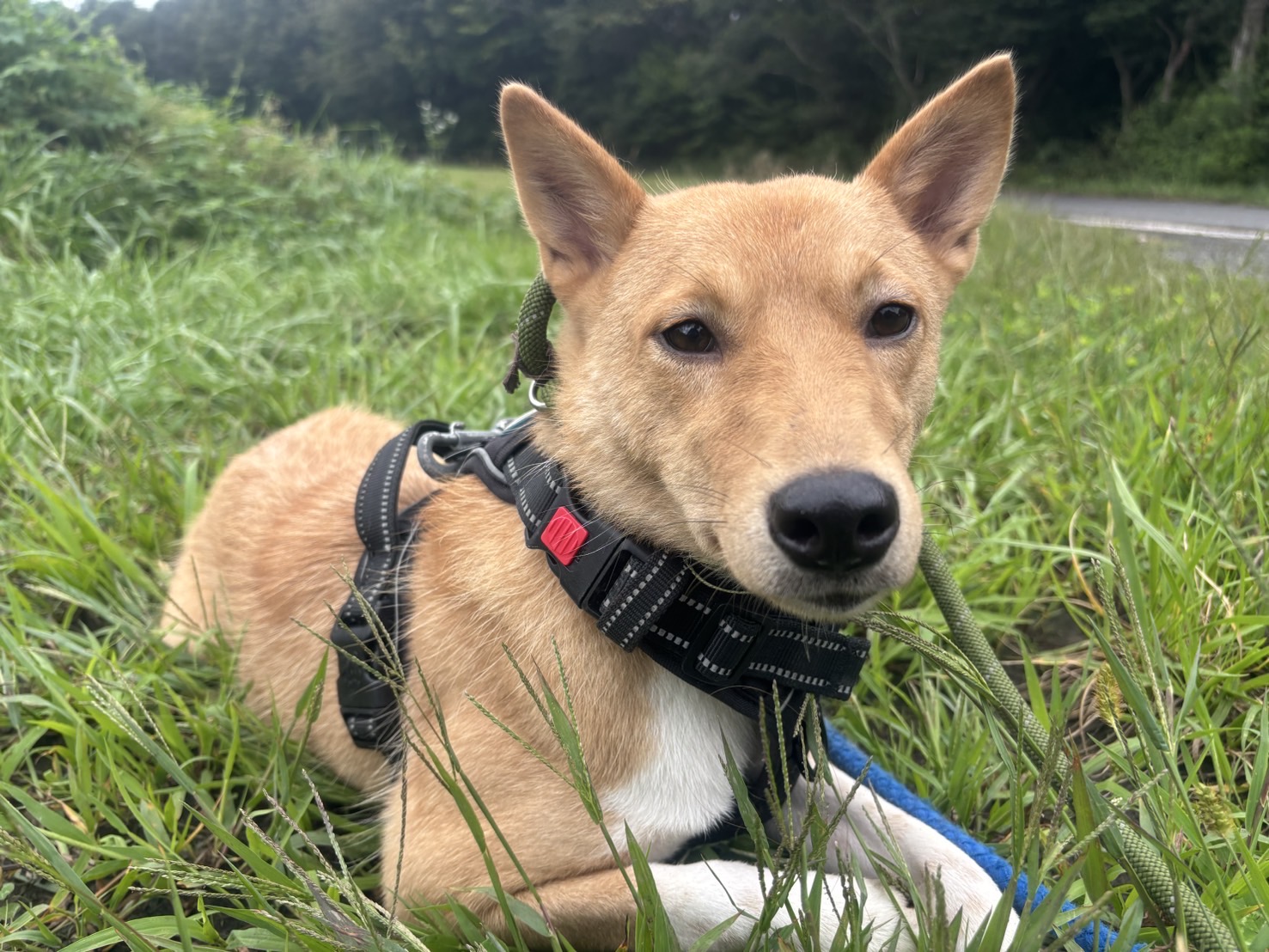 犬種不明