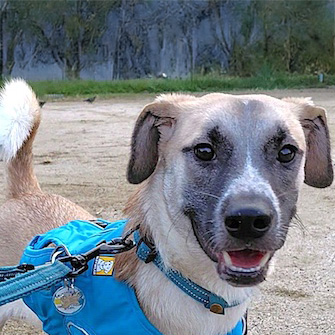犬種不明