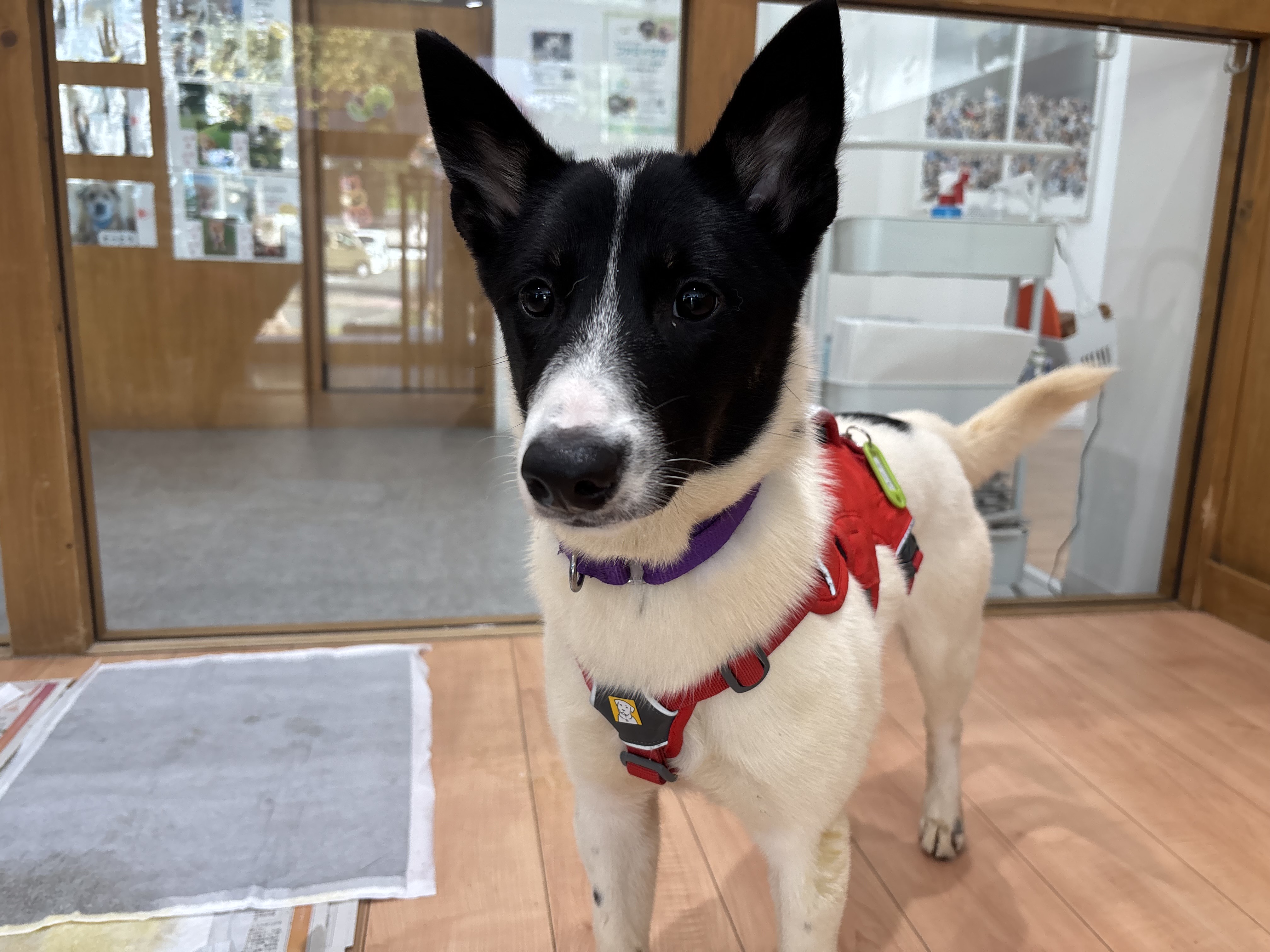 犬種不明