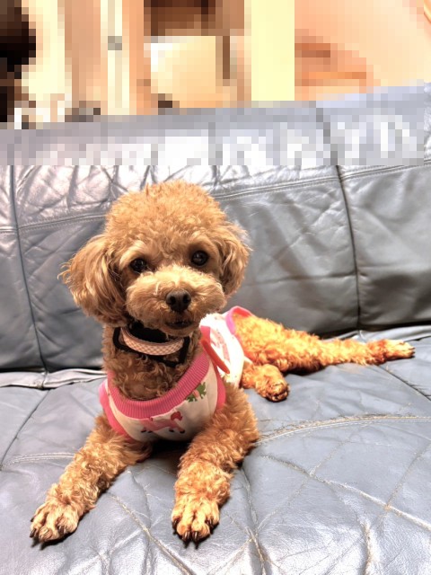 モアミ