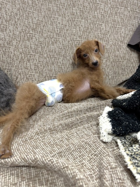 エスバン