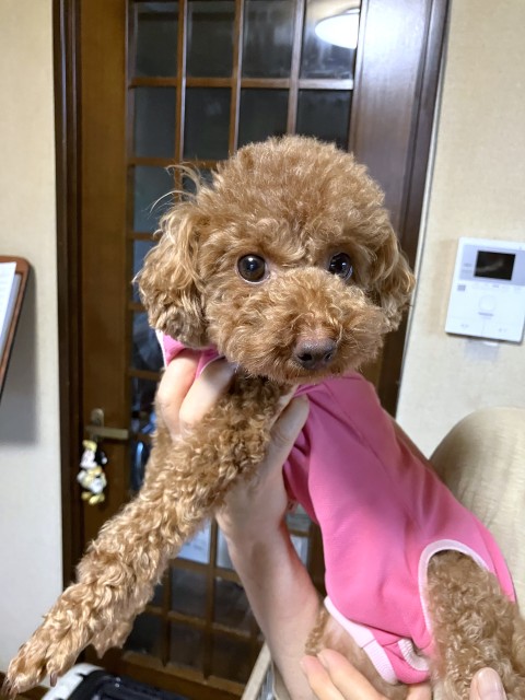 登録している生体
