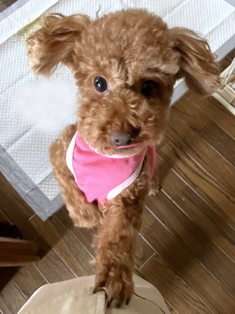 コキン