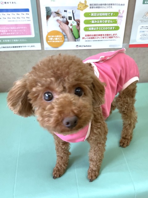 コキン