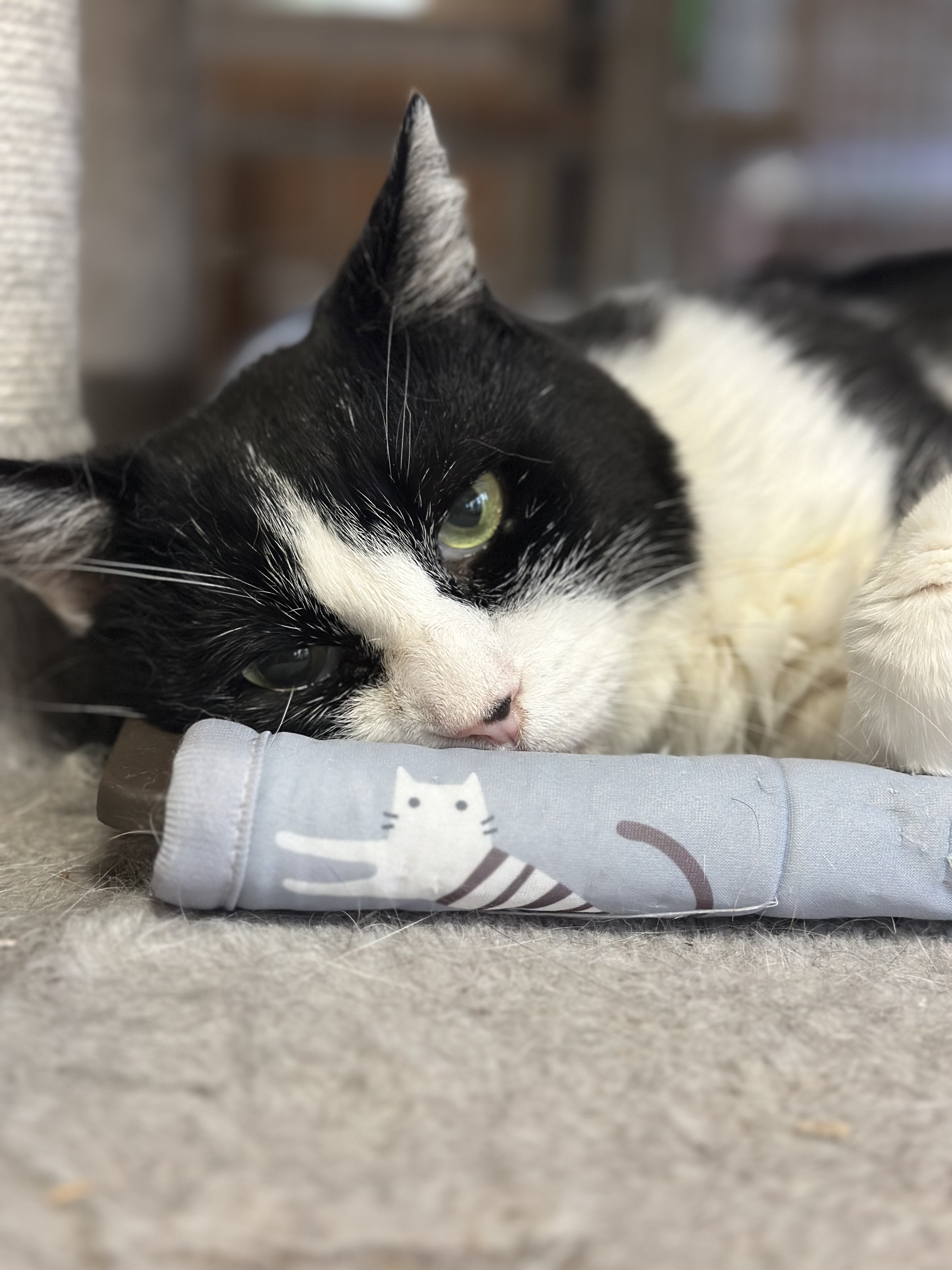 東大和にゃんこの里&80Cats