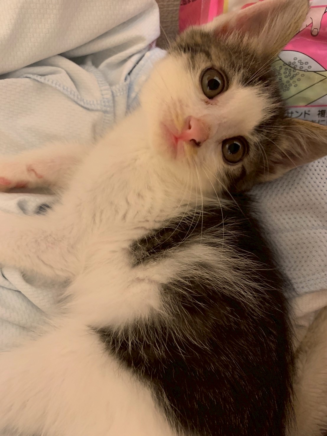 猫種不明