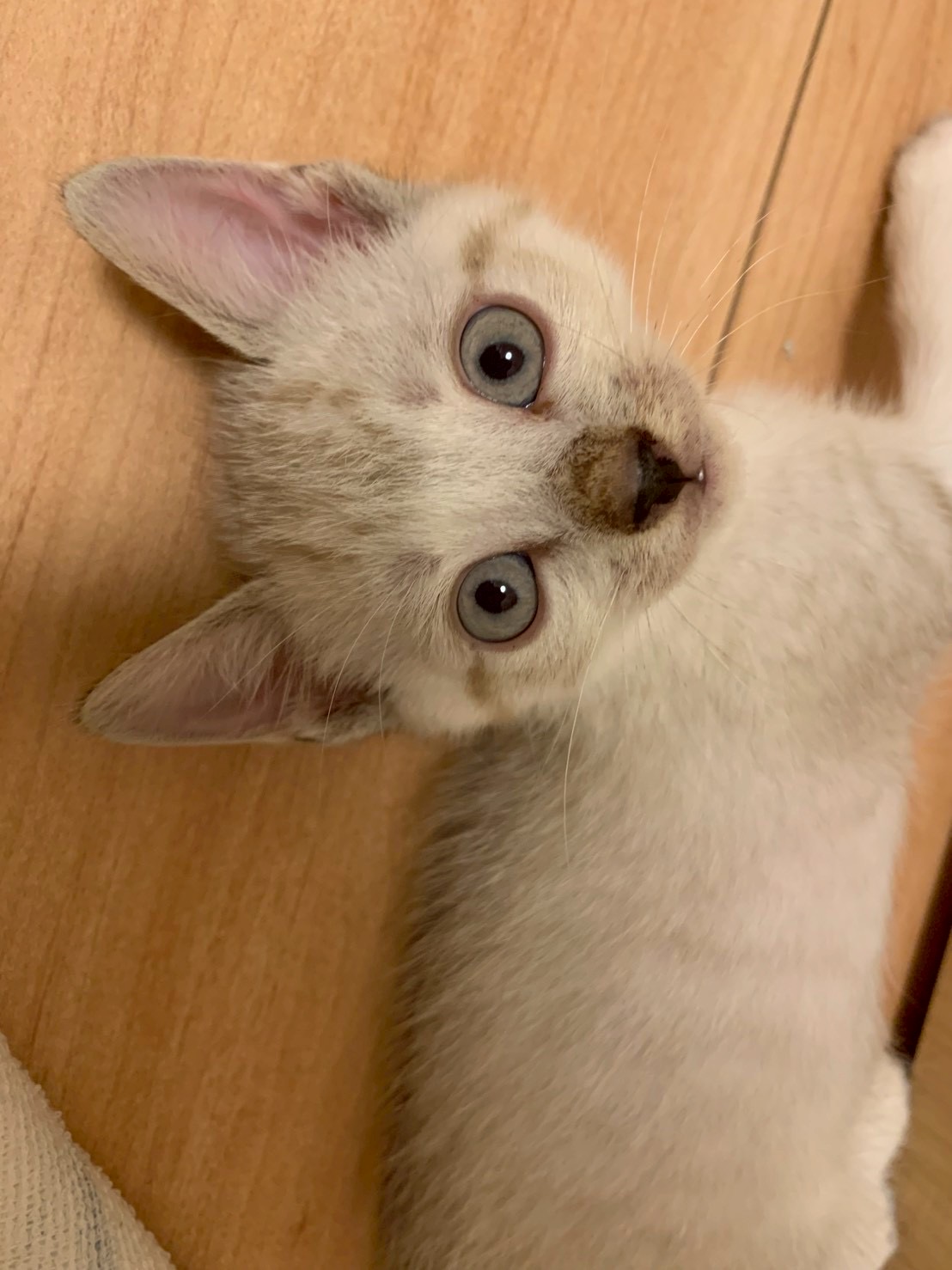 猫種不明