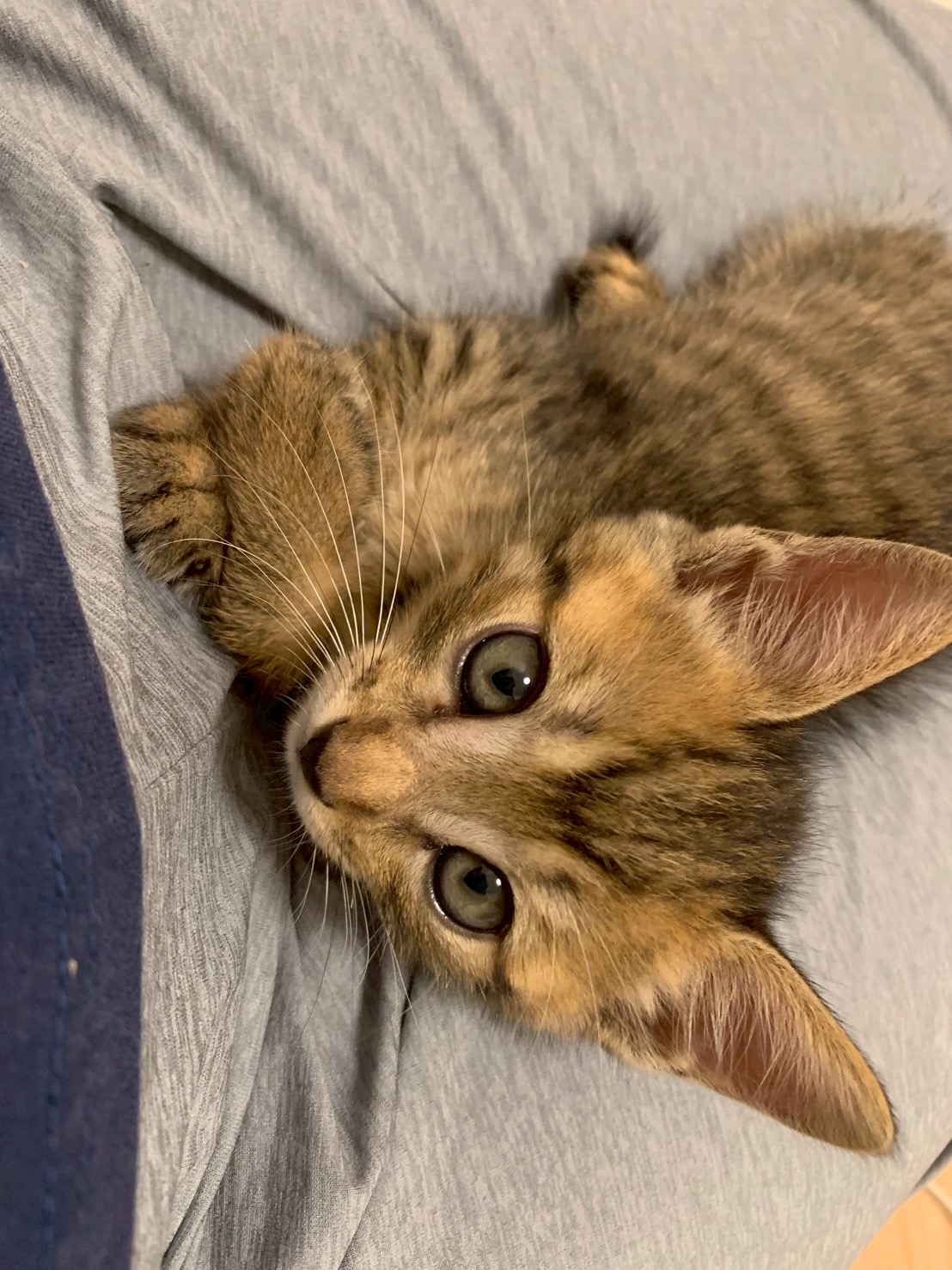 猫種不明