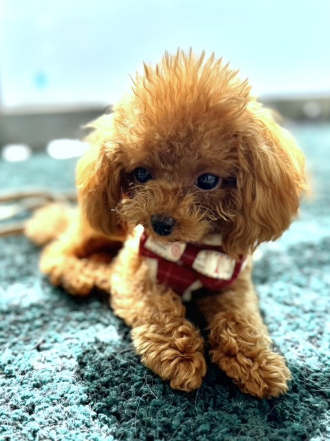 ジュナ